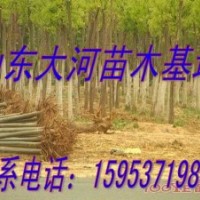 國槐價格