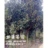12公分廣玉蘭價格