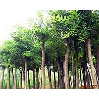 現貨供應國槐苗、油松苗
