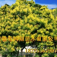 8公分欒樹10公分欒樹11公分欒樹15公分欒樹價格