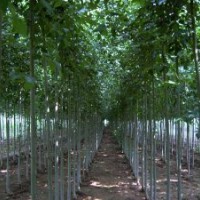 特供：法桐、速生法桐、速生國(guó)槐、國(guó)槐、速生白臘、速生垂柳等