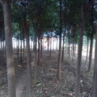 供應(yīng)青垂5，6,7,8,大葉女貞7,8,9,10,櫻花