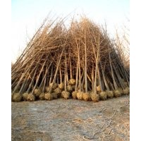 國槐價格 好樹形 國槐價格 合歡價格