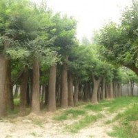 國槐 各種規格國槐 大量供應國槐