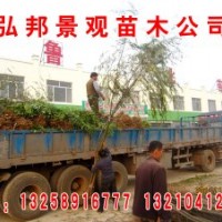 低價供應垂柳：1--3米高，1.5---4公分，15---30公分