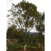 廣東藍花楹