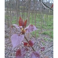 供應8公分紅葉楊 四川