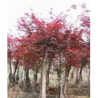龍爪槐價格,紅葉小檗球價格,紅楓價格,美人蕉價格表