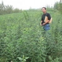 皂角之鄉(xiāng)供應長刺大刺密刺皂角苗20萬株