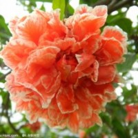 供應花石榴、無患子、月季
