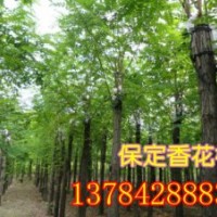 嫁接香花槐、香花槐價格