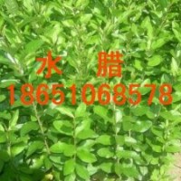 供應：水臘
