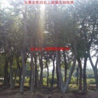 樸樹、烏桕、紅葉李、香樟、紫薇、石楠、廣玉蘭、國槐