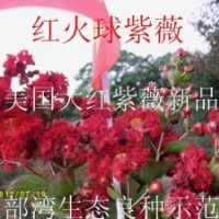紅火球紫薇（美國(guó)大紅紫薇新品種）