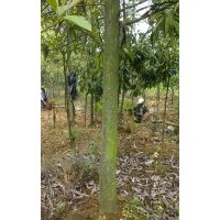 大量出售木蘭科熟苗：擬單性木蘭、云南含笑、紅花木蓮、桂花、紅