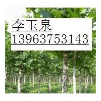1--2年冠法桐，國槐，白蠟，欒樹，紅葉碧桃