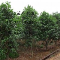 供應桂花 大量低價出售桂花