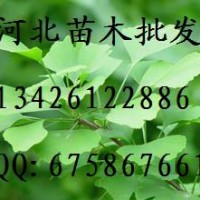 供應銀杏 大量低價出售銀杏