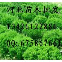 供應龍柏 龍柏 龍柏基地 龍柏哪里便宜 龍柏批發 大量低價出售龍