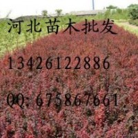 紅葉小檗 紅葉小檗批發 紅葉小檗價格 苗木 出售紅葉小檗 紅葉小