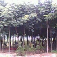 供應欒樹，合歡，樸樹，櫸樹，黃連木
