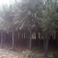 河北饅頭柳 饅頭柳價格 供應饅頭柳 饅頭柳基地