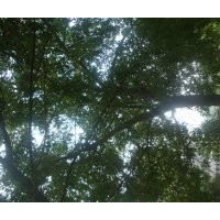 大量供應白蠟