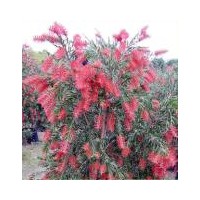 優價供天竺桂、紅千層、老人葵