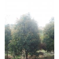 八月桂，四季桂，茶花，紅梅，無患子，羽毛楓