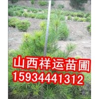 供應核桃苗 國槐苗 刺槐苗 油松 白皮松