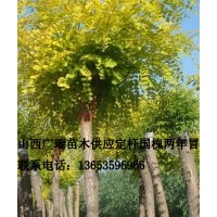 國槐價格、山西國槐、國槐基地、綠化國槐、那賣國槐、大國槐、