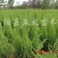 供應(yīng):塔柏，龍柏，蜀檜，北京檜，灑金柏，刺柏，地柏，沙地柏