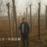 濟寧曙光苗木基地特供法桐：1——3年冒10----20公分造型法桐，法
