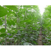 供應(yīng)速生白蠟1..12公分。速生國(guó)槐1-4.5公分