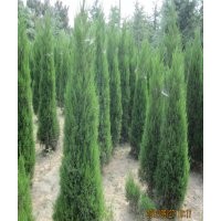 2米蜀檜價格最新報價