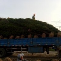 蜀檜基地，基地1米蜀檜價，旺季2.5米蜀檜價格