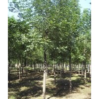國槐 8-50公分國槐 國槐價格 國槐基地