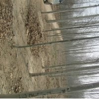 國槐 山東國槐 國槐基地13774978897 國槐價格 國槐小苗