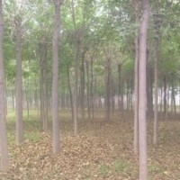 供應(yīng)國(guó)槐 速生國(guó)槐 15公分國(guó)槐價(jià)格