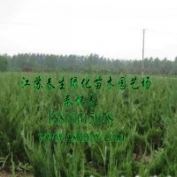 供：紅葉小檗，金葉女貞，大小葉黃楊，蜀檜，龍柏，衛(wèi)矛，灑金柏
