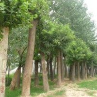 國槐 國槐基地 8公分國槐價格