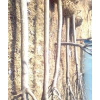 國槐 山東國槐 國槐基地 國槐價格