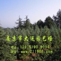 品種有：雪松、蜀檜、廣玉蘭、紅楓、美國紅楓、垂絲海棠、西府海