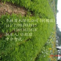 供應刺槐，五角楓，速生楊，大葉女貞，欒樹，紫葉李，紅葉李(圖)