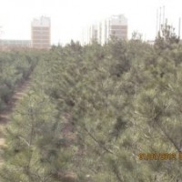 供應(yīng)山西優(yōu)質(zhì)國(guó)槐當(dāng)年苗到五十公分工程用樹，荒山綠化用樹國(guó)槐