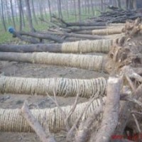 國槐樹 5公分國槐樹