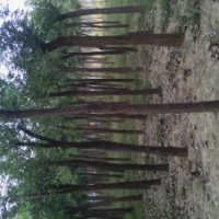 國槐樹6公分國槐樹