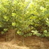 國槐樹 15公分國槐