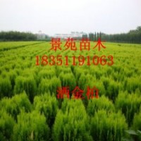 灑金柏直銷/灑金柏批發/灑金柏低價供應