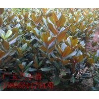 供應廣玉蘭小苗，5-10公分廣玉蘭價格